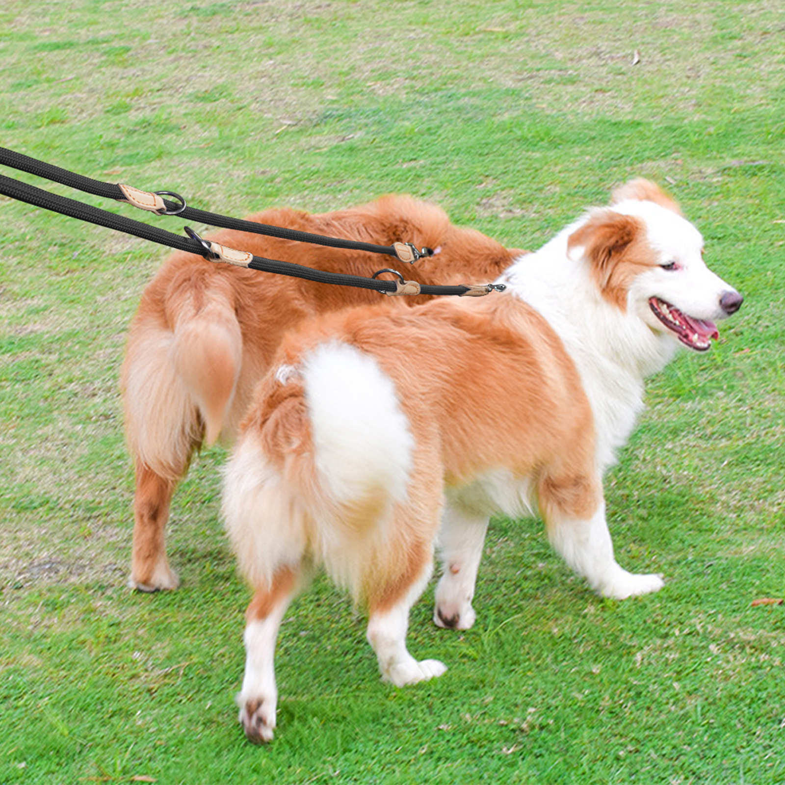 Multipurpose Dog Double Leash  - Retractable Dog Leash incelemesi ve fiyatı